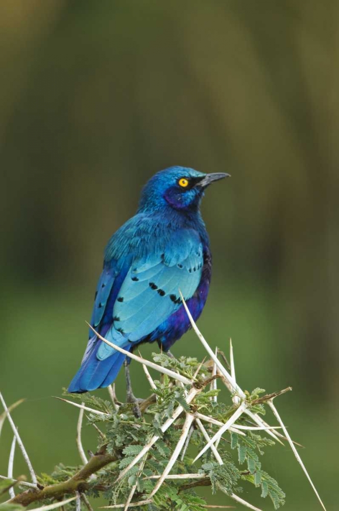 Kenya, Lake Nakuru NP Starling bird on acacia
